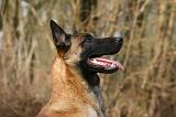 MALINOIS 1128